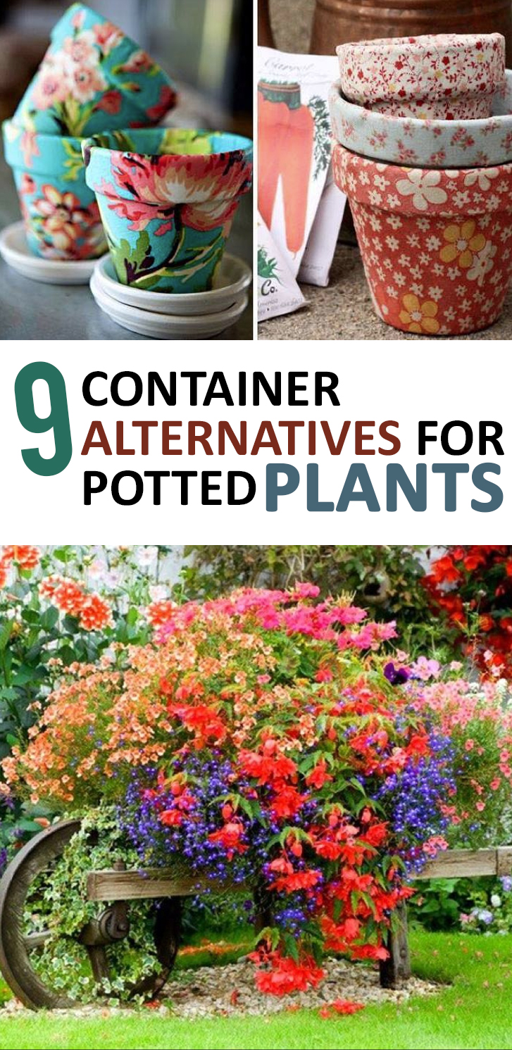 Container Gardening, Gardening Hacks, Gardening Tips and Tricks, Gardening 101, Popular Pin, Potted Plants